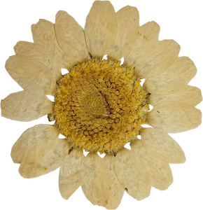 Dried and Pressed Sunflower